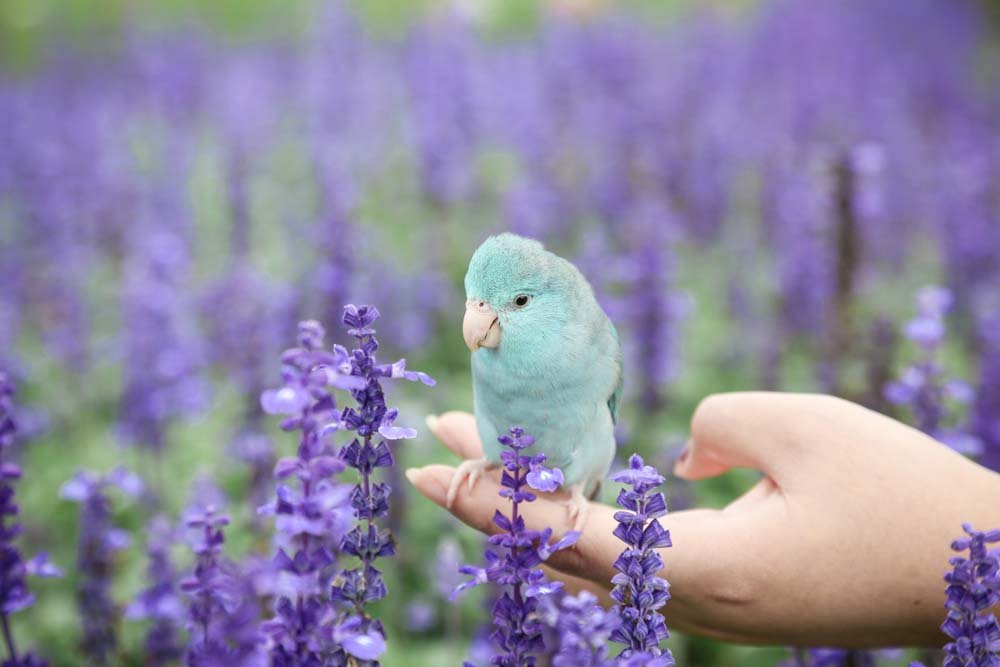 parrotlet