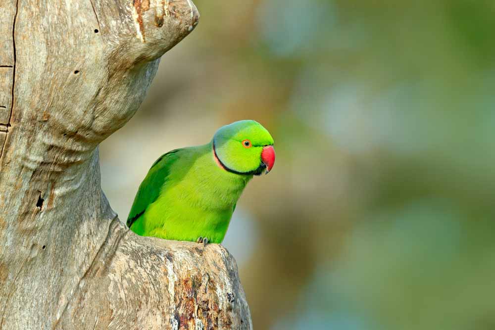 Rose-ringed (Indian) Parakeet (Parrot) Pictures and Detail (Psittacula  krameri)