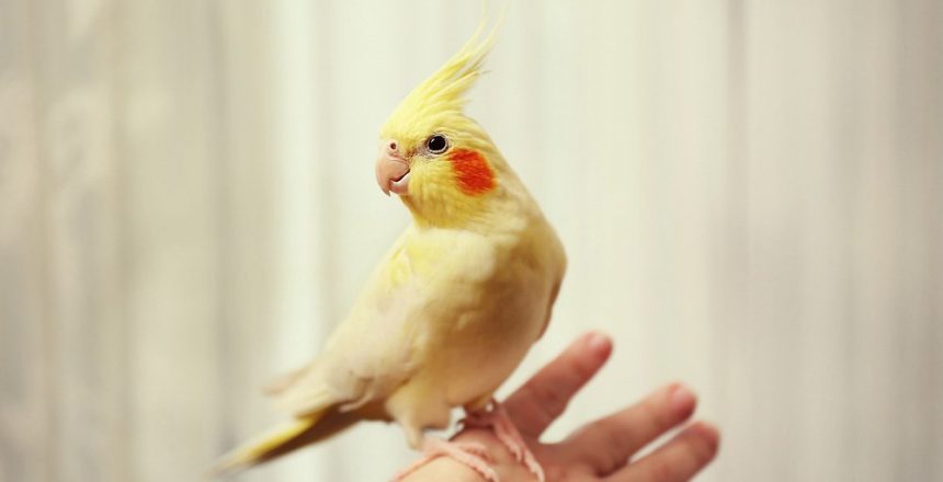 cockatiel Parrot